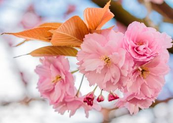 Close-up of pink flowers