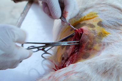 Cropped hands of veterinarian operating dog in hospital