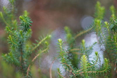 Close-up of pine tree