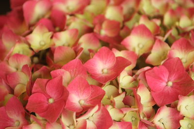 Full frame shot of pink flowering plants