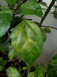 High angle view of plant