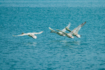 View of birds flying over sea