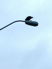 Low angle view of bird perching on cable against clear sky