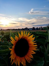 Close-up of sunflower on field against sky