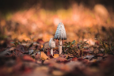 Close-up of mushroom growing on field