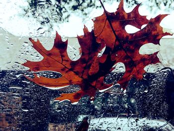 Close-up of maple leaf on tree during autumn