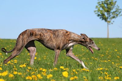 Side view of horse on field