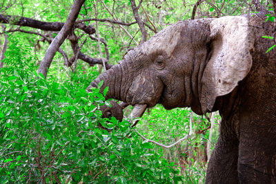 Close-up of elephant in forest