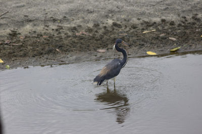 Bird in a water