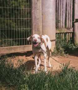 Smiling weimaraner on grass