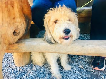 Portrait of dog relaxing on wood