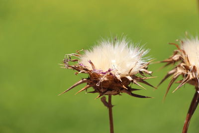 Close-up of wilted dandelion flower