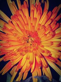Close-up of orange flower