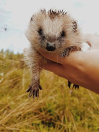 Close-up of hand holding hedgehog