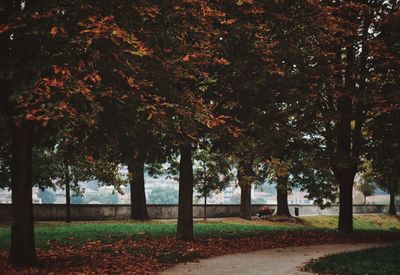 Trees in park during autumn