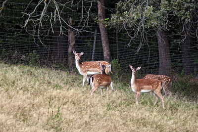 Deer in a field