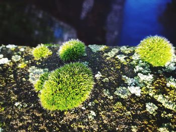 High angle view of plant growing on field