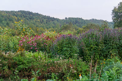 Scenic view of flowering plants and trees on field against sky