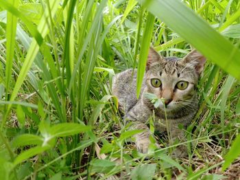Portrait of cat on field