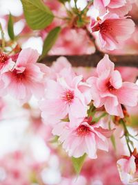 Close-up of pink cherry blossoms