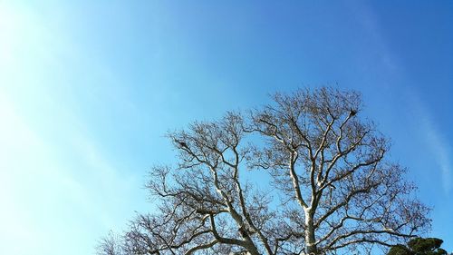Low angle view of bare tree against clear blue sky