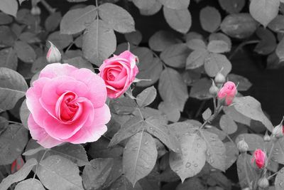 Close-up of pink roses blooming outdoors