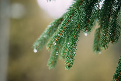 Close-up of pine tree during winter