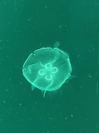 jellyfish