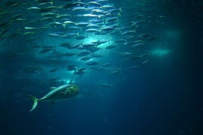 Fish swimming in aquarium