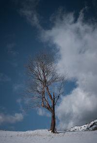 Bare tree on snow covered landscape against sky