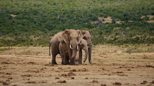 View of elephant on landscape