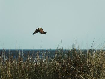 Bird flying over sea against clear sky