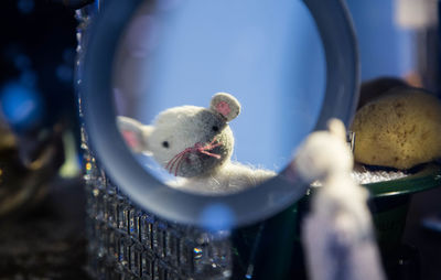 Close up of plant against blurred background
