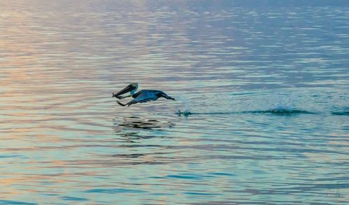Bird swimming in lake