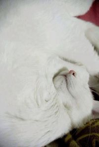 Close-up of white cat