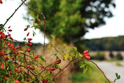 Close-up of red berries on tree