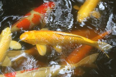 Dense goldfishs in a water.