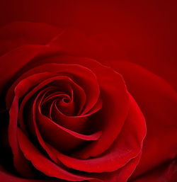 Close-up of red rose