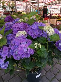 Full frame shot of purple flowers