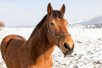 Close-up of a horse on snow field