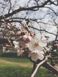 Close-up of apple blossoms in spring