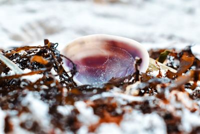 Close-up of shell on snow