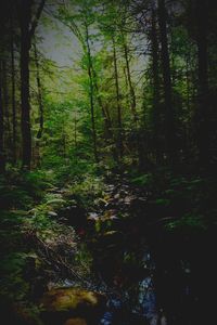 Trees growing in forest