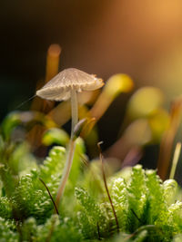Close-up of mushroom growing on field