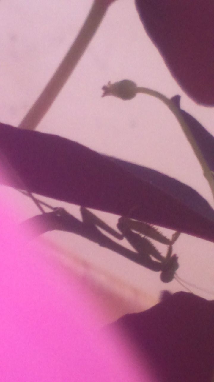 LOW SECTION OF LEGS ON SHADOW OF LEAVES