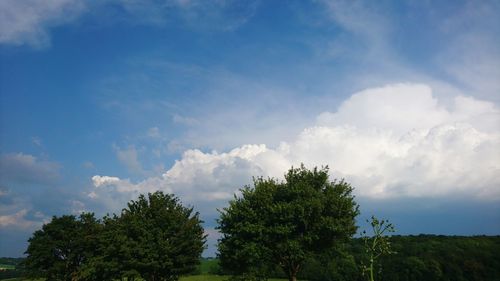 Low angle view of trees against sky