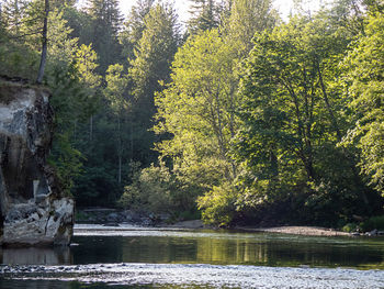 Scenic view of lake by trees in forest