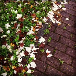 High angle view of leaves on footpath