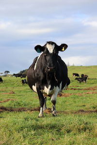 Cows on field against sky