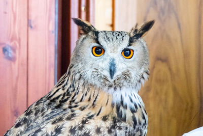 Close-up portrait of owl